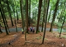 Achtsamkeitstraining im Wald