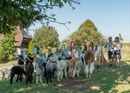 Team experiences with alpacas - yoga, painting and eating