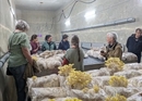 Mushroom cultivation workshop for teams