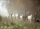 Llama trekking in Central Switzerland