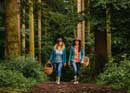 Excursion aux champignons et forêt