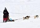 Journée aventure avec des chiens de traîneaux