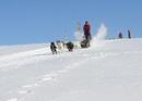 Schlittenhunde-Rundfahrt Flumserberg