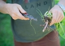 Survival-Wissen: Essbare Wildpflanzen erkennen und nutzen