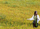 Visit of the rice fields and risotto cooking