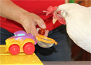 Atelier de poulets - devenez dompteur de poulets