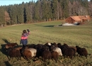 Schaf-Trekking im Greyerzerland