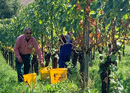 Rebrundgang mit Mitarbeit bei der Winzerin