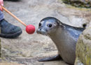 Zoo Quiz - the playful discovery tour