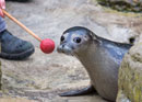 Zoo-Quiz - die spielerische Entdeckungstour