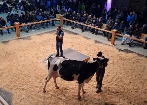 Commerce de vaches - vivre de près la vente aux enchères de bétail dans l'Emmental