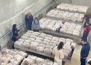 Workshop «Pilzzucht» für Teams